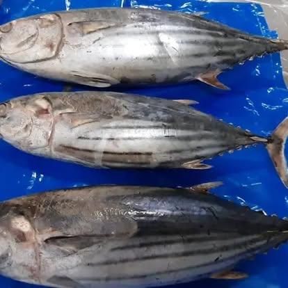 Tuna fish. - Image 1