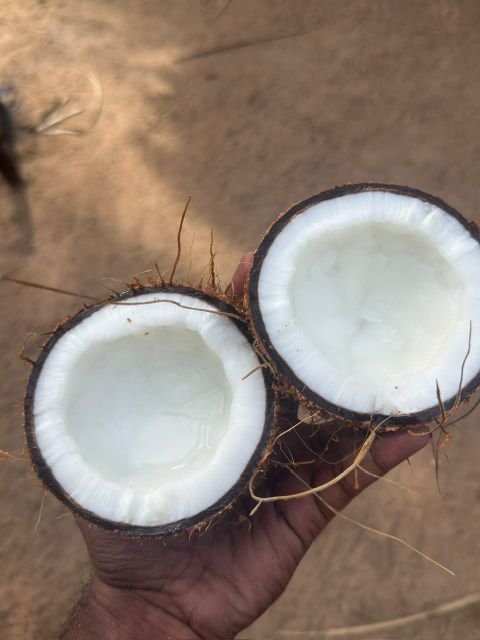 Semi Husked Coconut Organic Yes Origin India Degree of Processing Fresh - Image 3