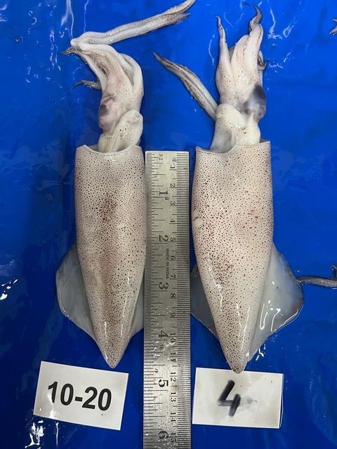 octopus / squid - Image 1
