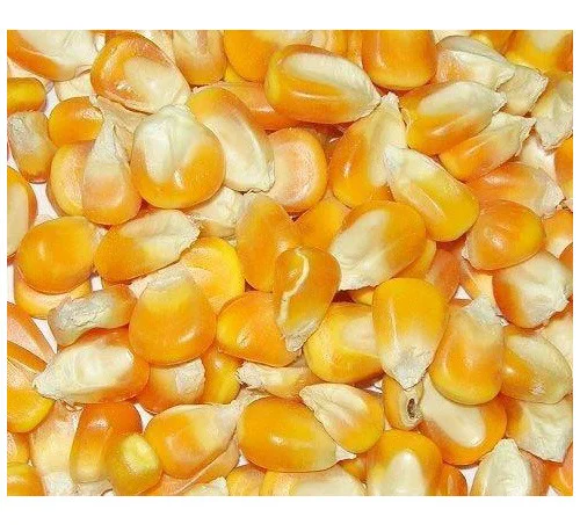 Pure natural Bags Organic Sweet Dry Baby Corn Yellow Maize Corn / Best Quality GRADE 1 Non GMO White and Yellow Corn - Image 4