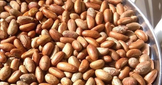 Bitter Kola (garcinia kola) Type big seeds Address Bonaberi ,Douala Place of Origin South West - Image 2