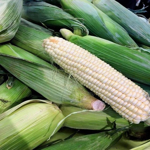 White Corn Maize Non-GMO Glutinous for Human Consumption and Animal Feed Popcorn From Brazil - Image 3