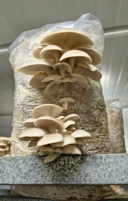 oyster mushroom - Image 1
