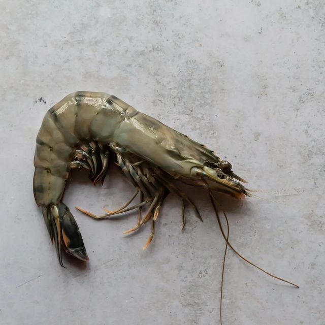 Frozen Fresh Shrimps Carefully Graded By Size With Reliable Quality Consistency And Professional Packing Standards - Image 1