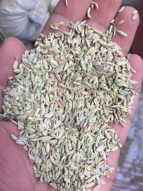 Egyptian Fennel Seeds – Premium Export Quality | Whole Cleaned Fennel Seeds Bulk Supplier - Image 2
