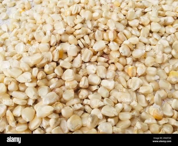 Maize - Image 1