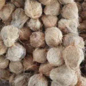 Fresh Coconut Semi Husked Indonesia Origin - Image 1