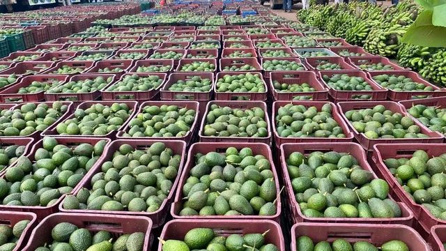Hass Avocado - Image 1
