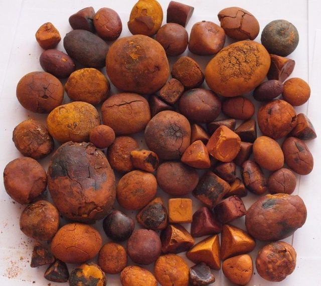 Ox,Cow,Cattle, Gallstones Size Large Stones Type COW GALLSTONE Color Yellow Golden Orange Color Bilirubin Content Not Less Than 35% - Image 1