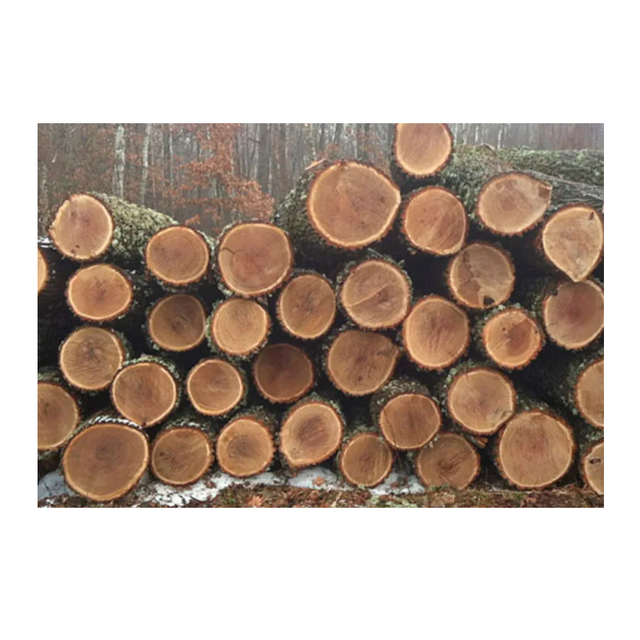 Premium Quality Wholesale Supplier Of White Oak Timber LOGS | Oak Wood Round Logs For Sale - Image 4