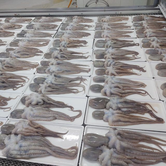 Frozen Fresh Octopus Selected From Quality Catch Sources With Firm Texture And Excellent Market Demand Potential - Image 1
