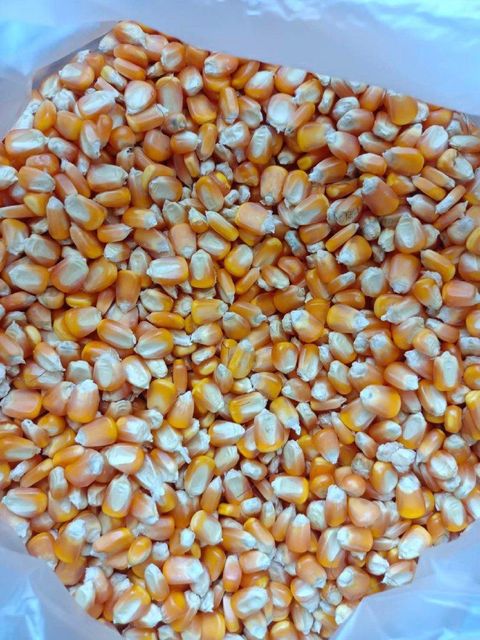 High Quality White and Yellow Corn Kernels From Brazil Low Moisture Maize for Animal Feed OEM Packing Direct Export - Image 4