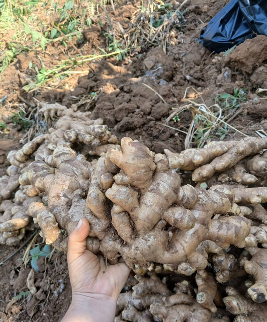 Premium Fresh Ginger Root for Export – High Quality Mature Ginger Bulk Supply - Image 3