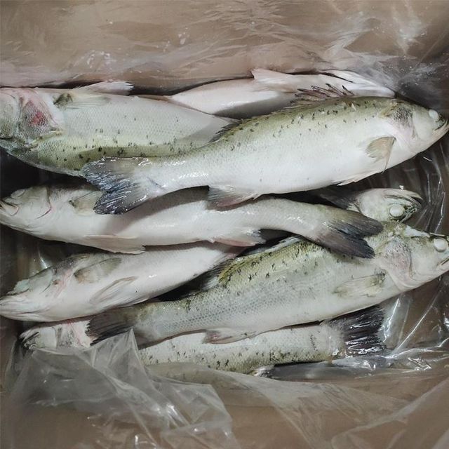 Frozen Sea Bass Fish Deep Chilled Ocean Catch Selected For Uniform Size Appearance And Reliable Cold Storage Handling - Image 2