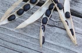 Black Turtle Bean - Image 2