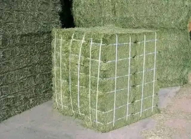 Rhode Grass - Image 4
