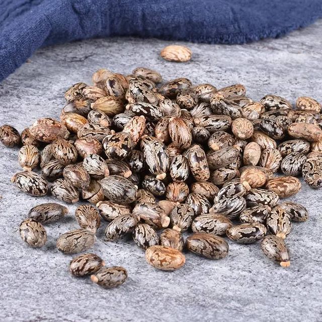 Premium Grade Castor Seeds High Oil Content Industrial & Medicinal Use Bulk Export whatsap +255762500052 - Image 4
