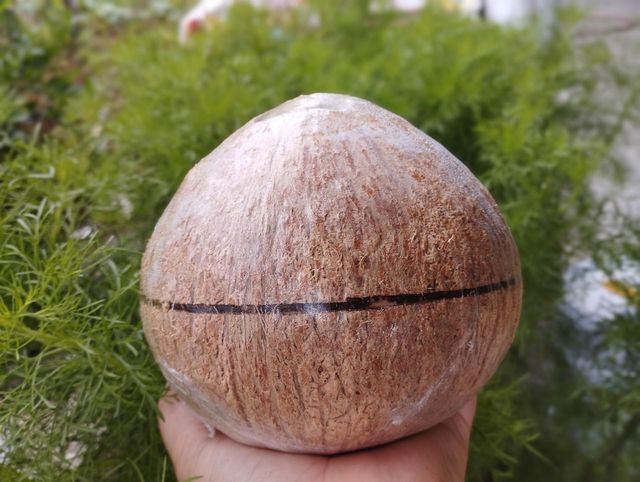 Polish mature coconut - Image 4