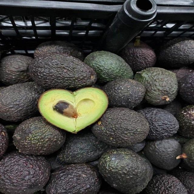 Organic Fresh Avocado, Premium Grade, Nutrient-Rich Fruit, Perfect for Cooking & Healthy Eating - Image 3