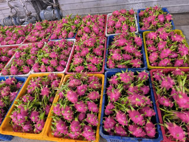 Dragon Fruits - GREAT FAMER LTD, CO - Image 5