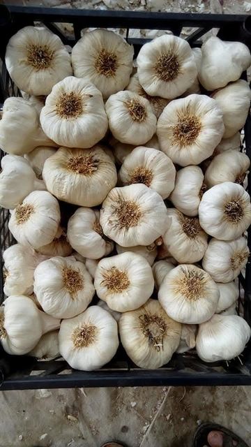 Garlic - Image 5