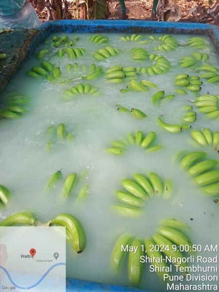 Cheap Price Organic Fresh Bananas Green Cavendish for Export Wholesale Price From Vietnam Suppliers - Image 3