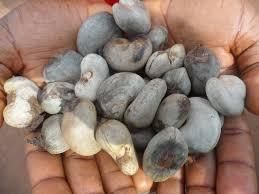 Export Grade Raw Cashew Nuts (RCN) Origin Nigeria Grade Export Grade Immature Nuts Max 5% Mold Infestation Nil Defective Nuts Max 8% - Image 3