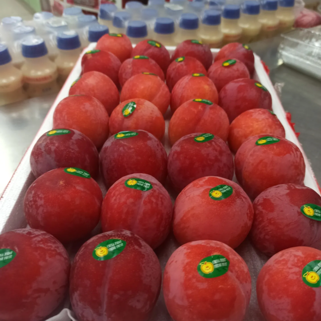 Fresh Plums Premium Harvest Selection For International Fruit Buyers Delivering Natural Sweetness And Uniform Quality - Image 4