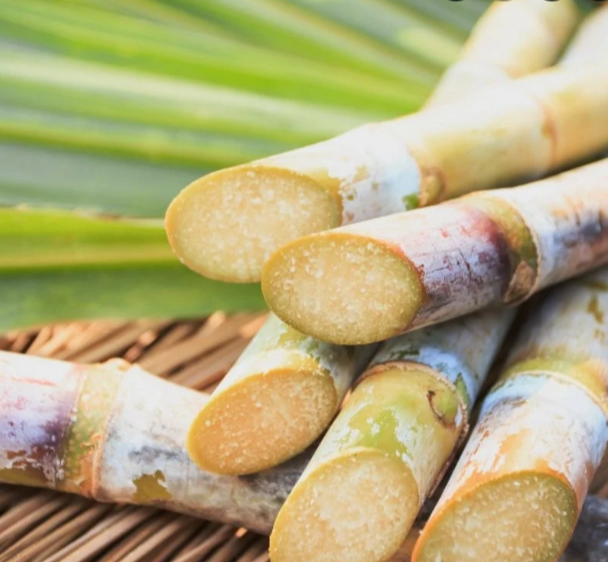 Jaggery Sweet Cane - Image 4