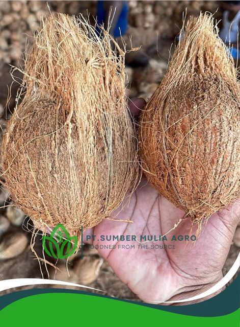 Semi Husked Coconut - Image 1
