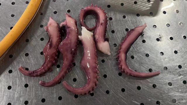 giant squid tentacle - Image 2