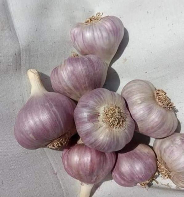 Garlic - Image 3