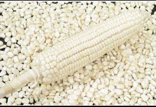 Premium White Maize Corn Wholesale Bulk Supply Export Quality White Corn Worldwide - Image 2