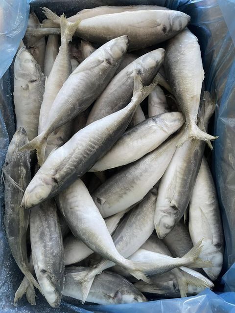 Mackerel - Image 1