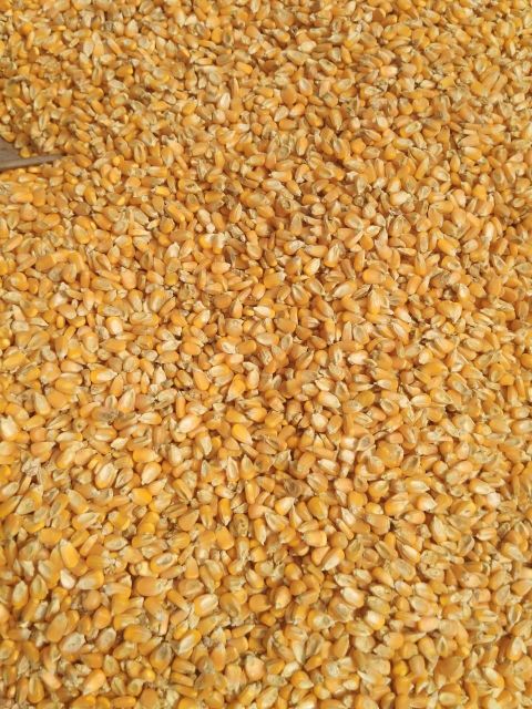 Maize Corn – product photo 4, product detail gallery