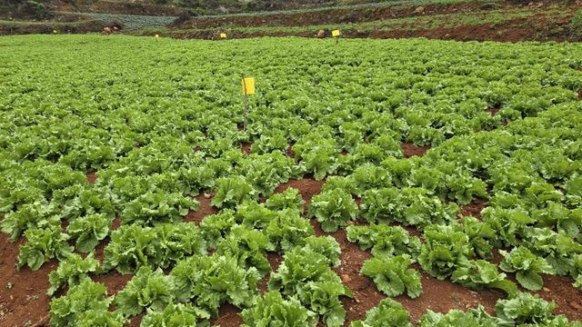 Iceberg Lettuce Texture Crisp Grade Premium Color Fresh Green Packaging Carton Box Flavor Fresh And Balanced Hydration Level Naturally Hydrating - Image 3
