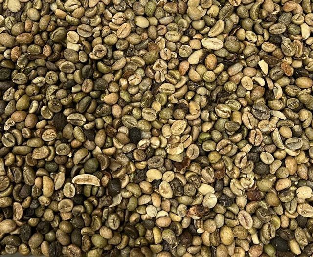 Robusta Grade 2, 5% Black & Broken For Instant Coffee Powder Processing - Image 1