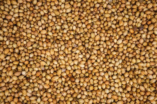 Coriander seeds - Image 1