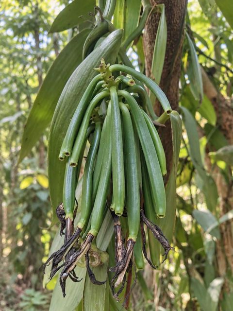 Vanilla Beans Planifolia Grade A - Image 3