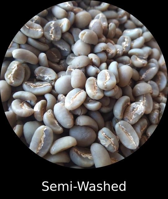 Sumatra Gayo Arabica Green Coffee Beans - Semi-Washed (Wet Hulled), Premium - Image 3