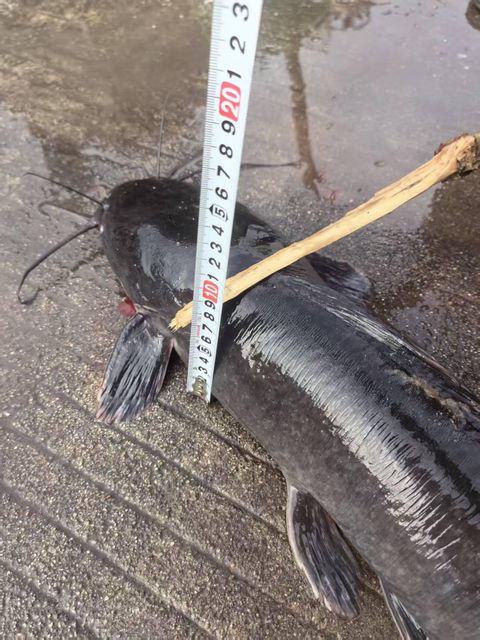 Frozen Whole Catfish in Bulk,Frozen Farmed Catfish.Frozen Catfish Exporters (1-2 kg Wholesale).Premium Quality Frozen Whole Catfish for the African Market - Image 3