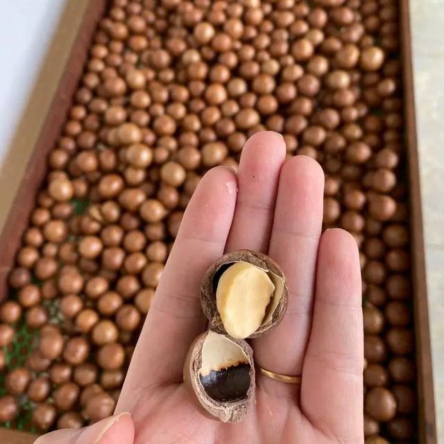 Wholesale Bulk Macadamia Nuts Fresh Dried Macadamia Nuts Perfect For Retail Or Large Scale Nut Packaging - Image 3