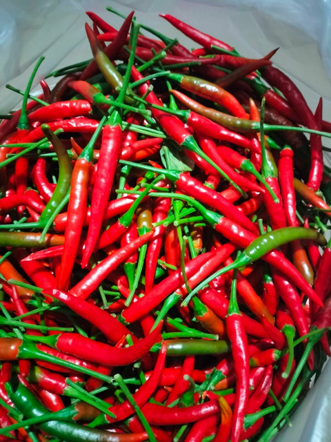 Premium Fresh Red Chili Pepper for Export – High Quality Hot Fresh Chili Bulk Supply - Image 3