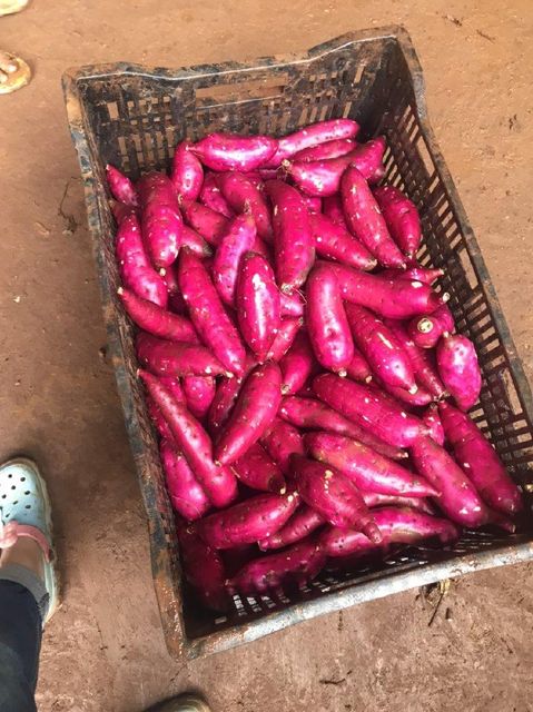 Hot Sale High Quality Japanese Purple Fresh Sweet Potatoes Farm Factory from Vietnam- whatsapp 0084 989 322 607 - Image 5
