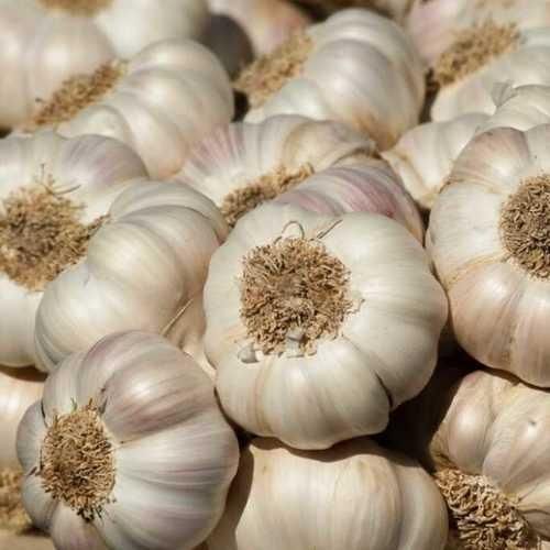 Garlic – product photo 1, product detail gallery