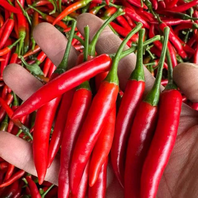 Premium Red Fresh Chili Pepper Farm Picked Natural Hot Flavor For Restaurants Grocery Stores And Daily Cooking Needs - Image 3