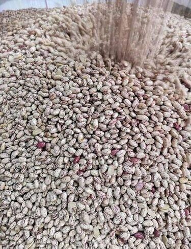 Organic Pinto Beans Sugar Beans / Kidney Beans / Red Kidney Beans - Image 4