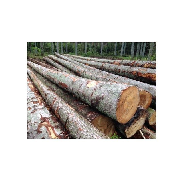 Spruce Timber Logs - Durable and Versatile Wood for Construction - Image 4