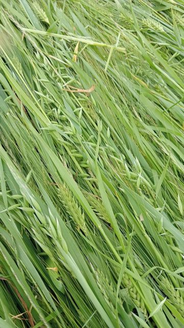 Barley, oat, ryegrass, corn silage Place of Origin Europe Packaging Roll wrapped bales - Image 2
