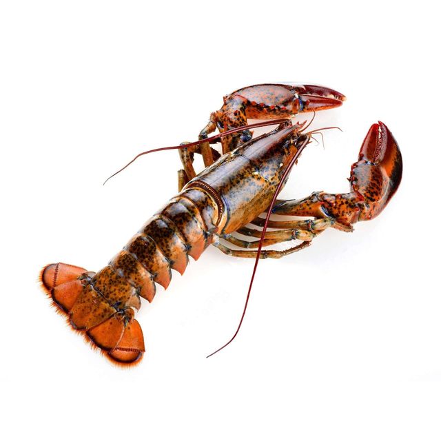 Ocean Fresh Live Canadian Lobster Buy Today Healthy Premium Seafood Perfect For Family Meals And Catering - Image 3
